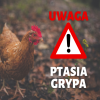 Ptasia Grypa